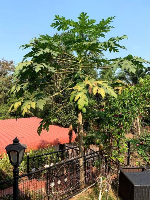 Villa Pavoa Estate *